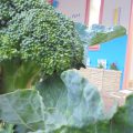 DSC09327