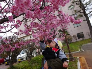 やさしく桜にも触ってみたよ