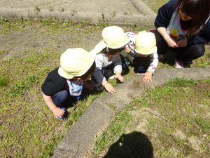 どこにいるのかなあ? アリさん探しに夢中です