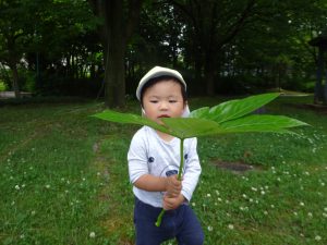 こ~んな大きな葉っぱを見つけたよ! トトロの傘みたいだね